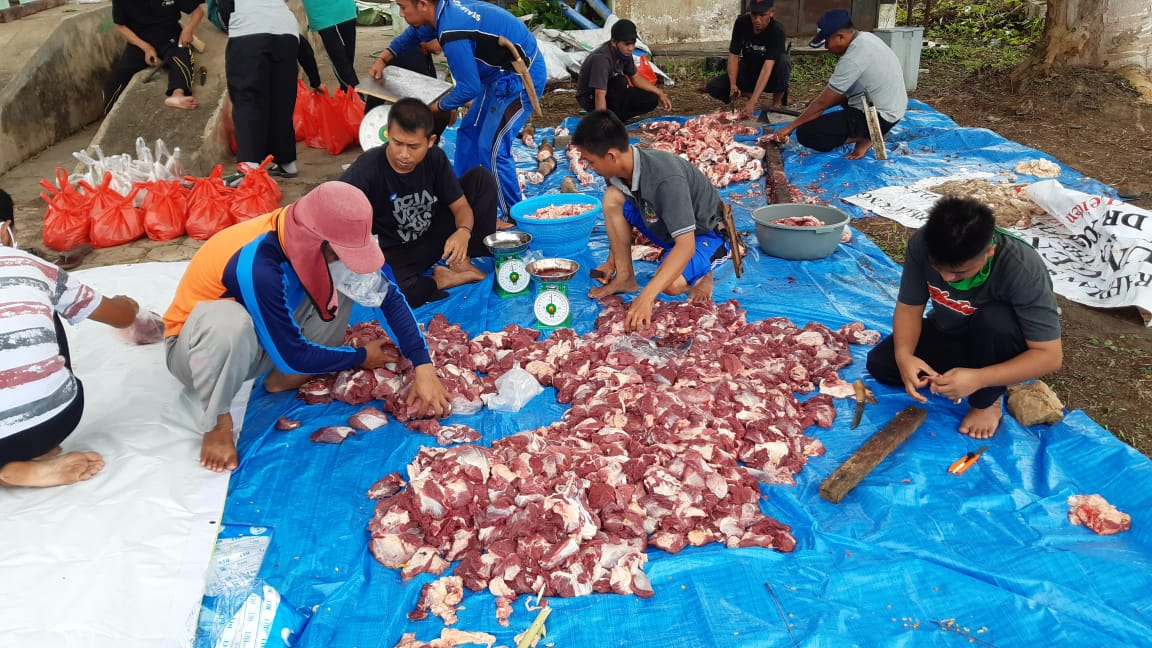 Hari Raya Idul Adha 1441 H, IAIN SAS Bangka Belitung  Menyembelih 3 Ekor Sapi