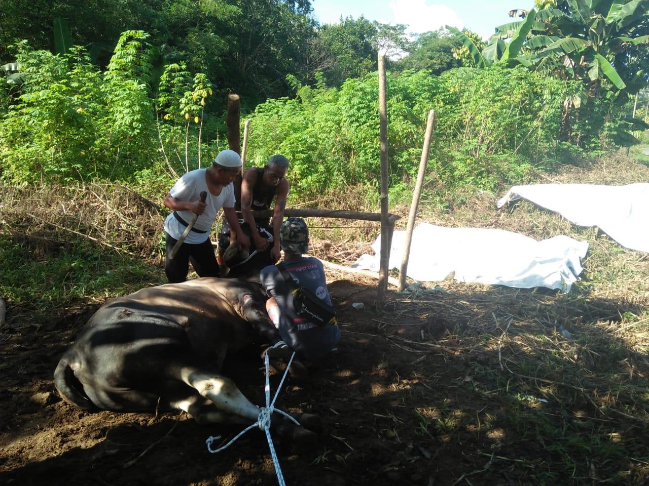 Idul Adha 1443 H, Formasi KIP-K IAIN SAS Bangka Belitung Berikan Sedekah Daging Sapi
