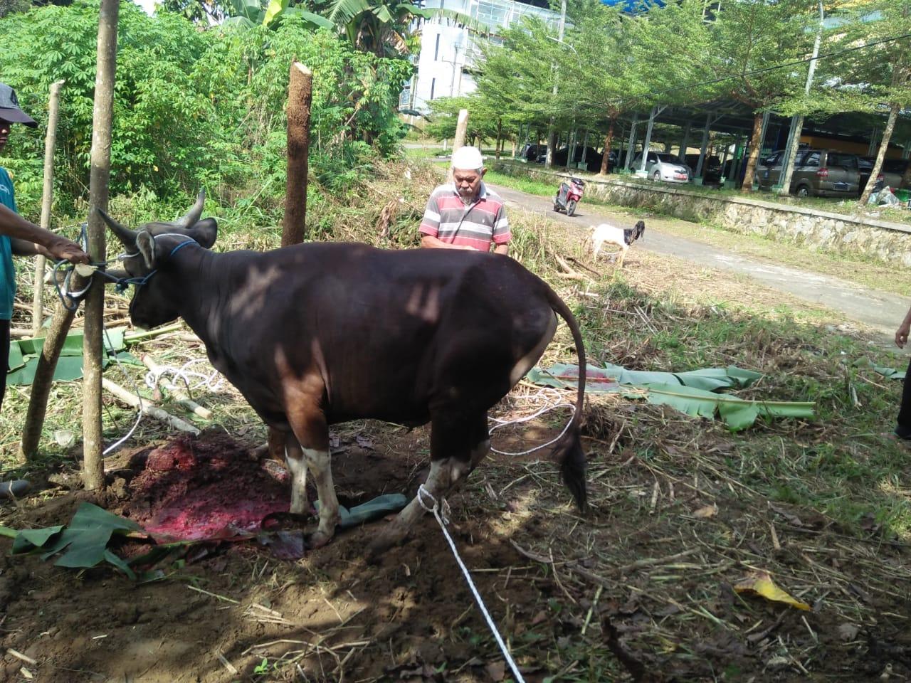 Idul Adha 1443 H, IAIN SAS Bangka Belitung Laksanakan Kurban