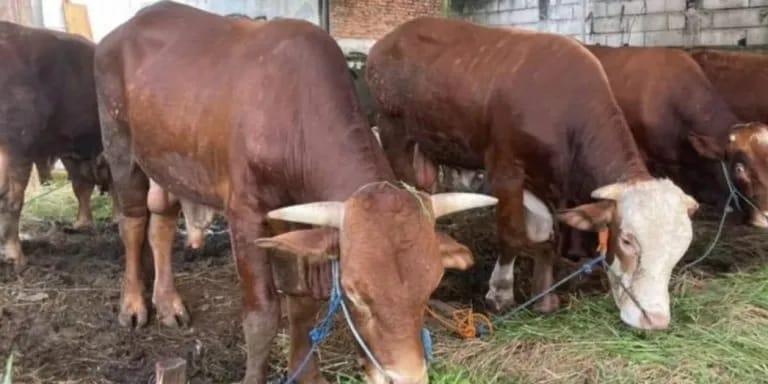 Jelang Hari Raya Qurban, 2 Ekor Sapi dan 1 Kambing Siap Dikurbankan Sivitas Akademika IAIN  SAS Babel