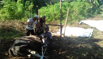 Idul Adha 1443 H, Formasi KIP-K IAIN SAS Bangka Belitung Berikan Sedekah Daging Sapi